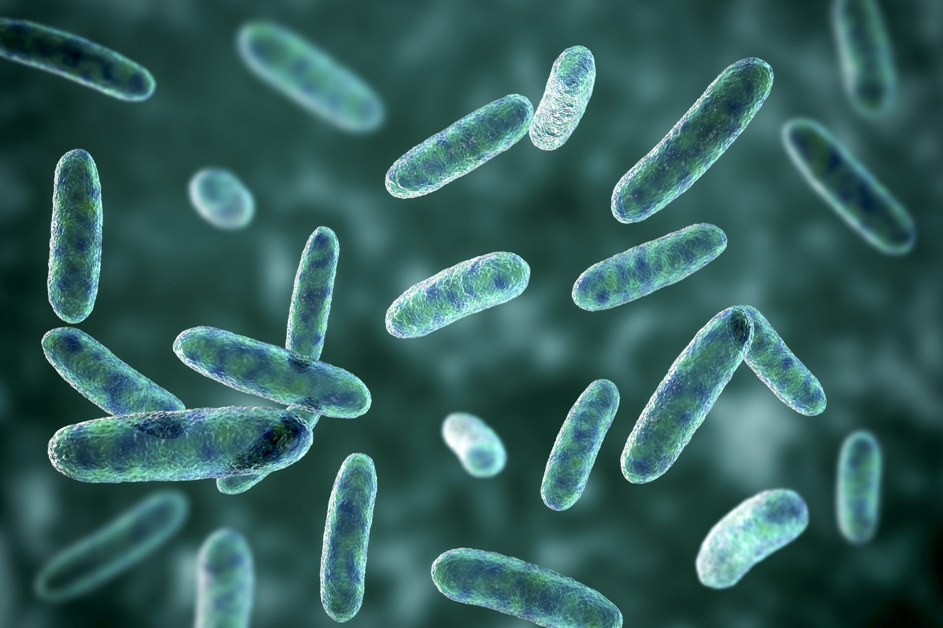 Gramnegative coliforme Bakterien aus der Familie der Enterobacteriaceae, 3D-Abbildung